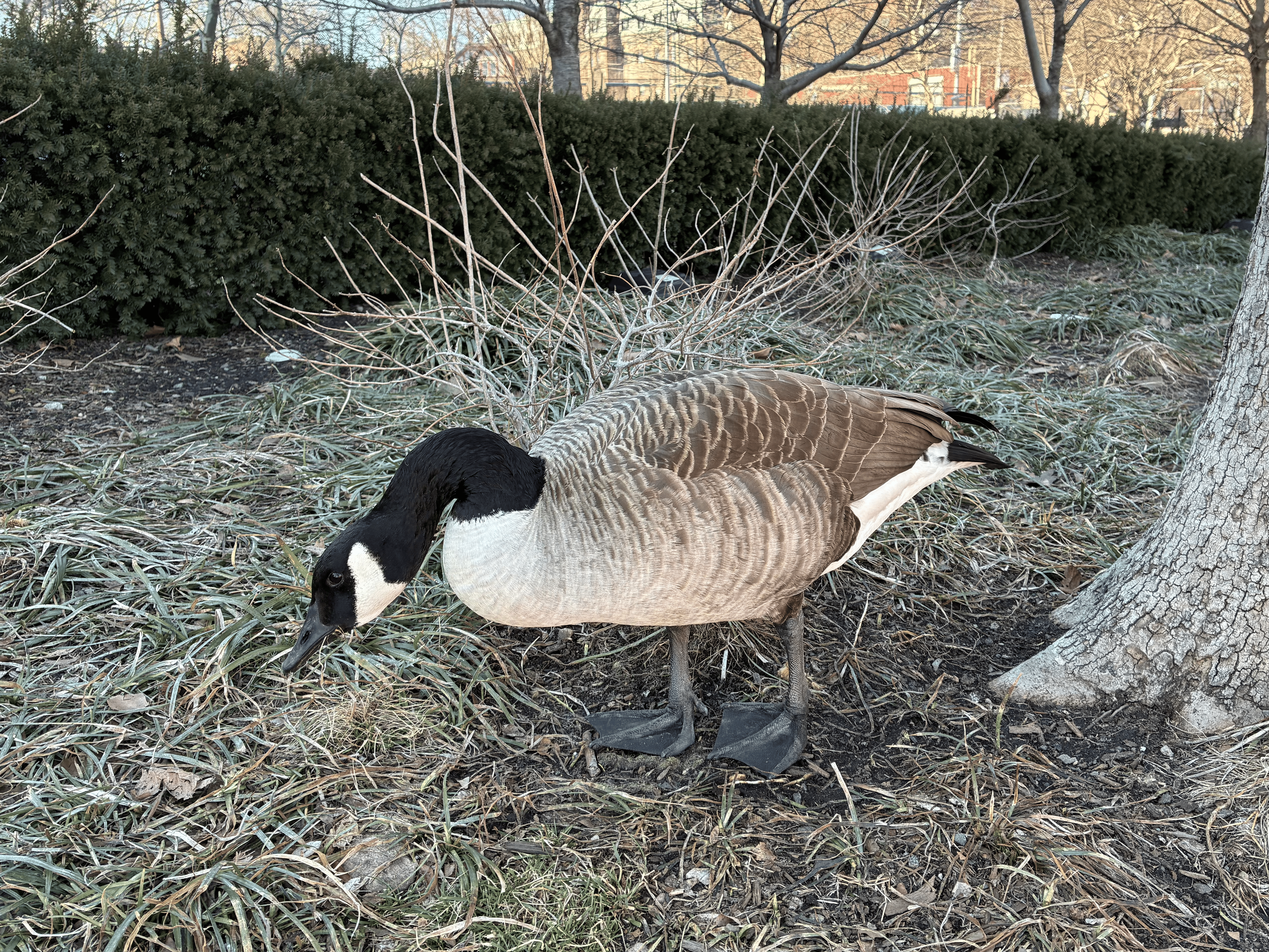 This goose is still up north (also in Hoboken).
