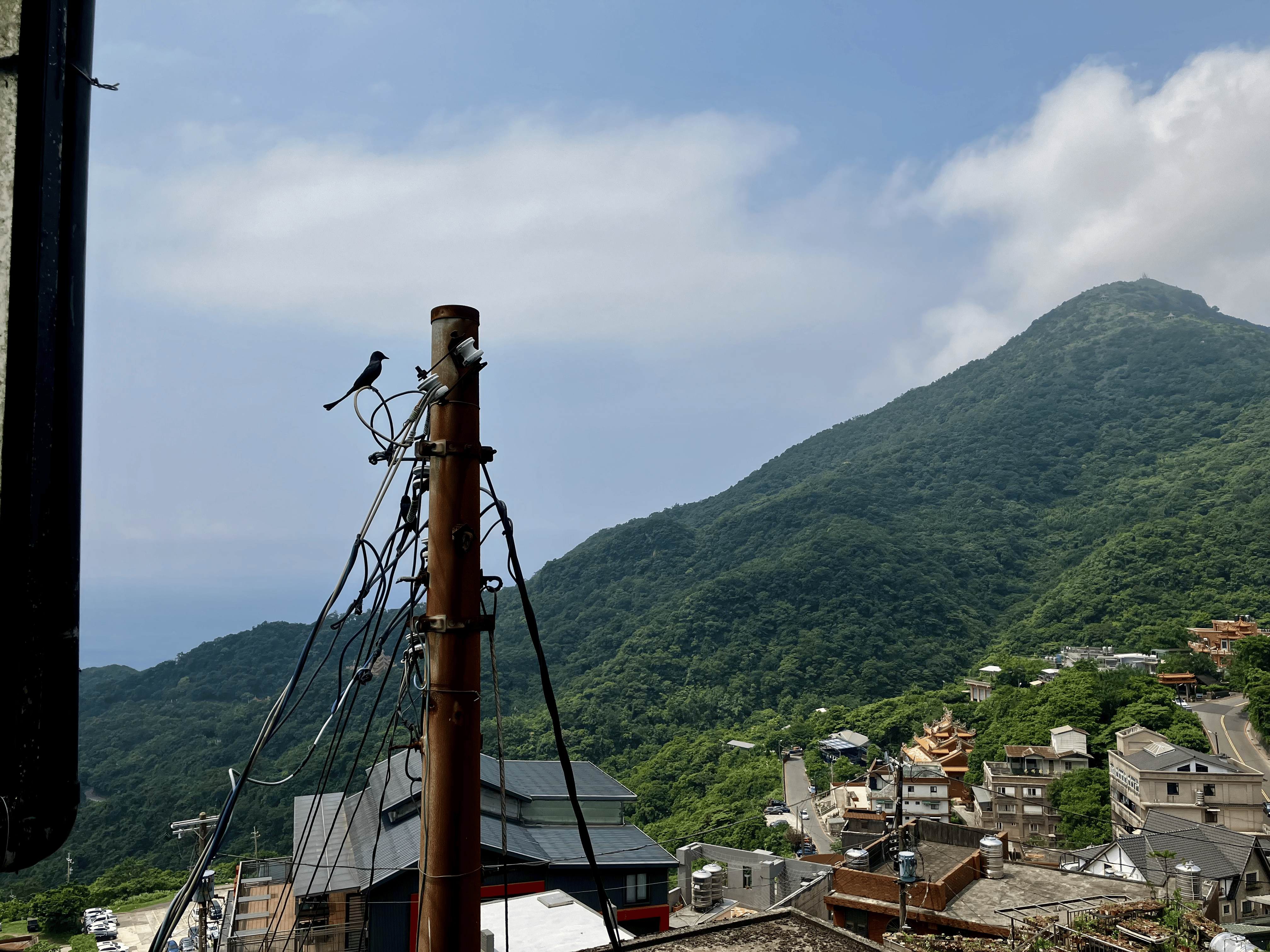 I don't know what kind of bird this is.