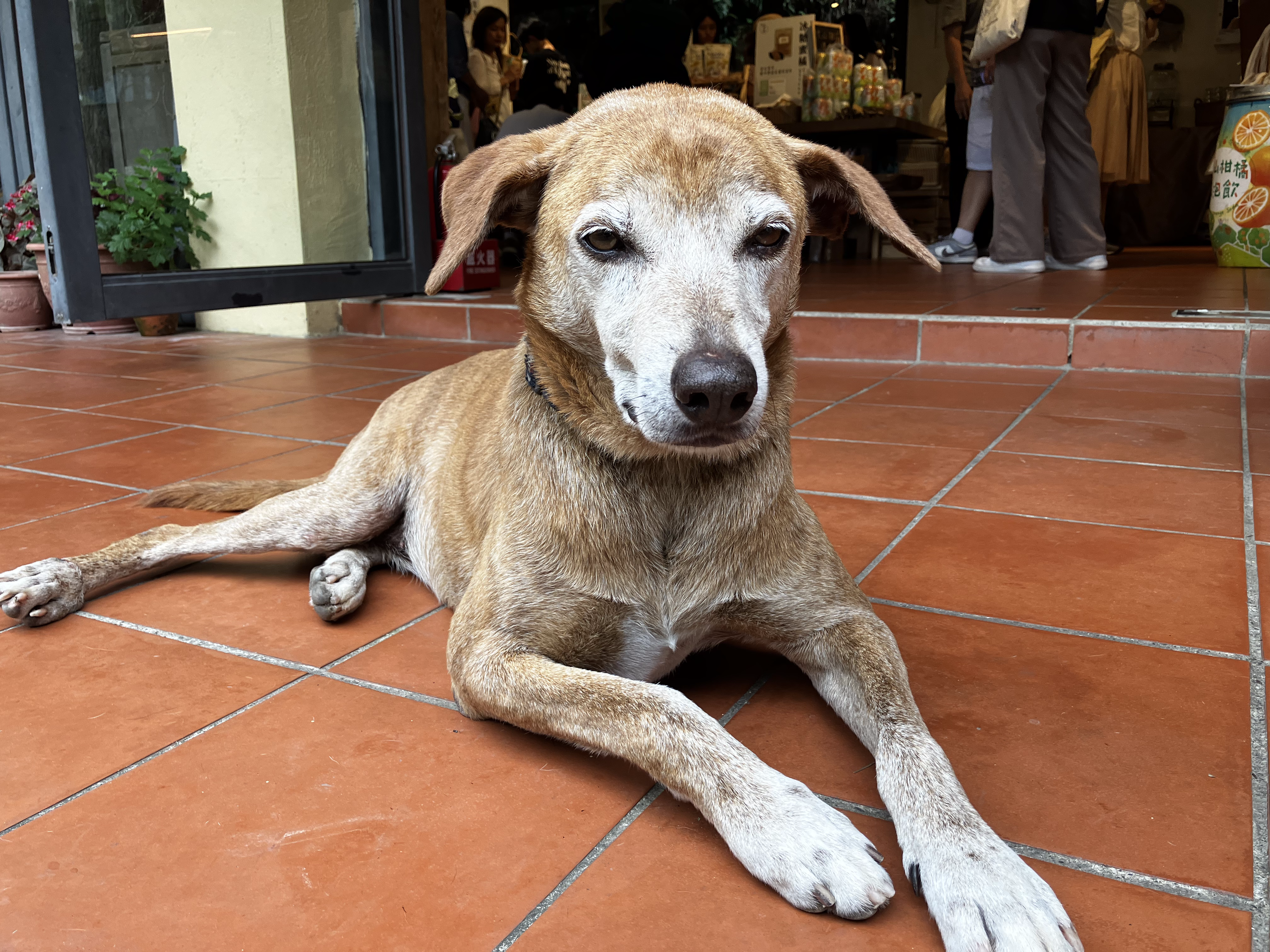 This dog is just missing a pair of sunglasses.