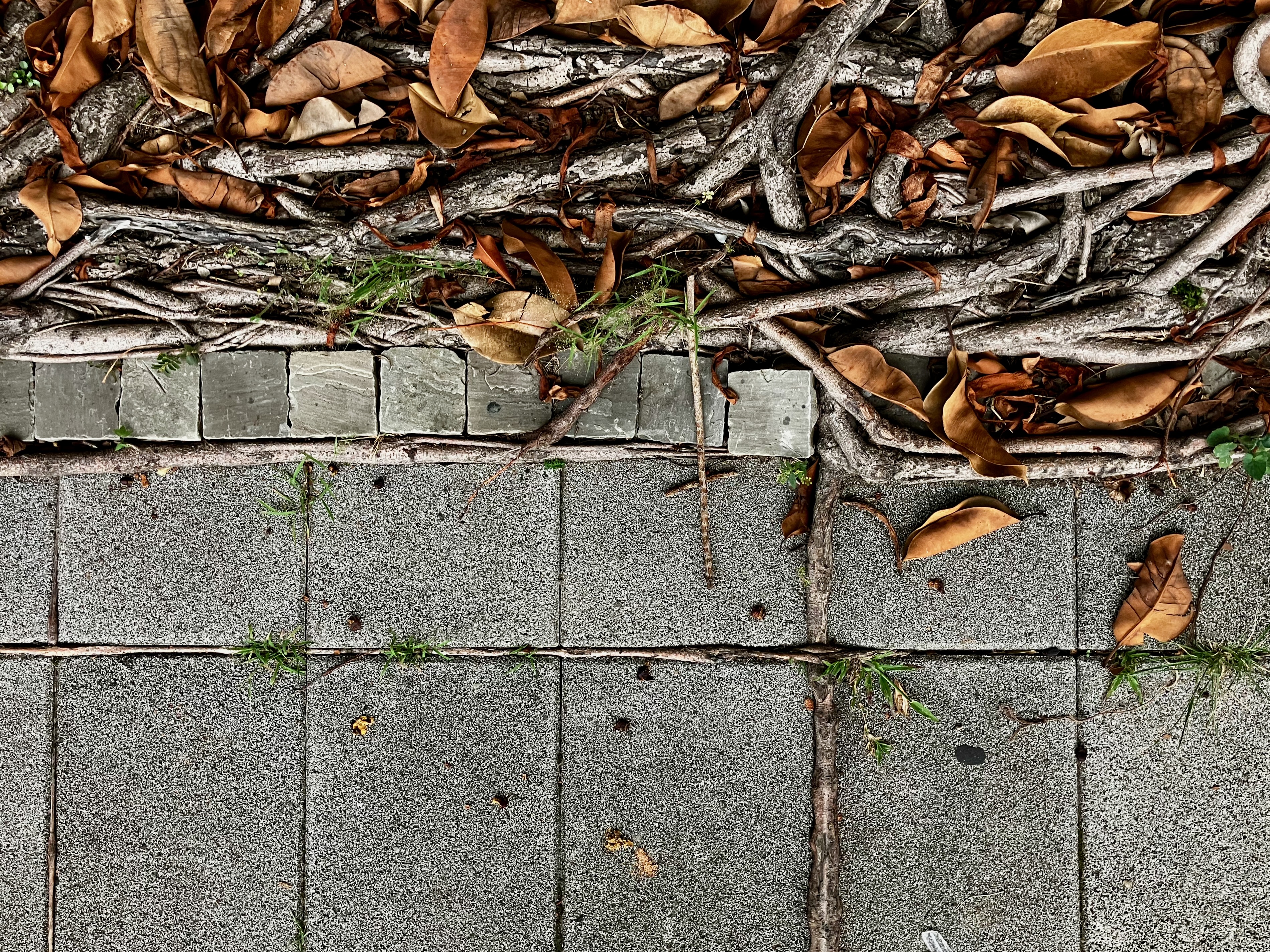 Roots in a sidewalk.